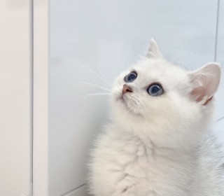 브리티쉬숏 분양