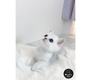 브리티쉬숏 분양