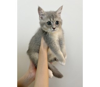 브리티쉬숏 분양