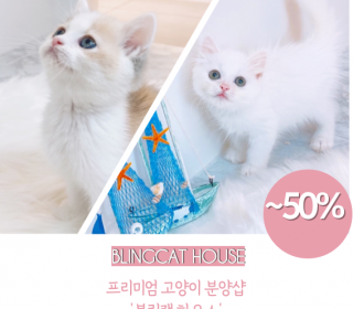 브리티쉬숏 분양