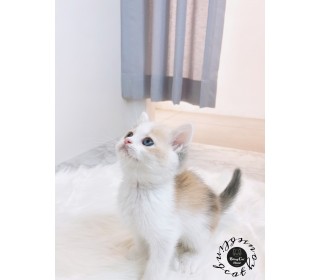 브리티쉬숏 분양