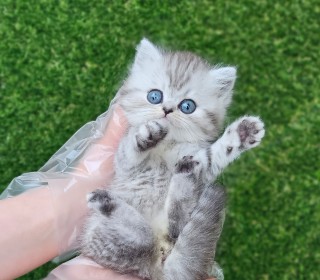 브리티쉬숏 분양