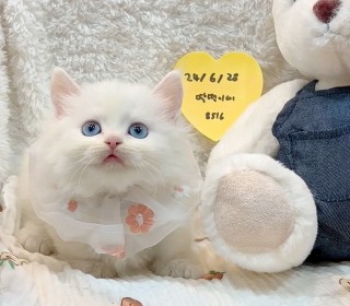 기타 분양
