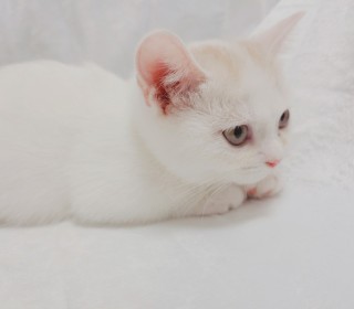 기타 분양