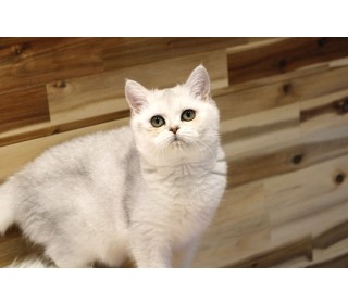 브리티쉬숏 분양