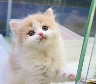 브리티쉬숏 분양