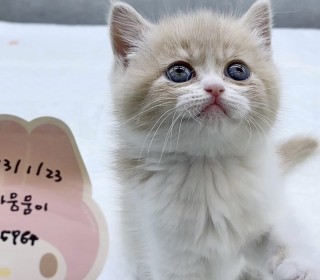 브리티쉬숏 분양