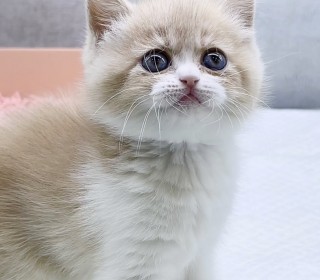 브리티쉬숏 분양