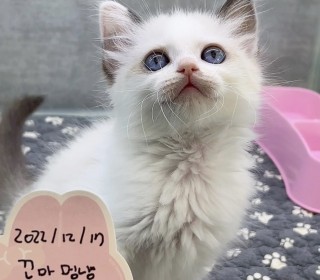 렉돌 분양