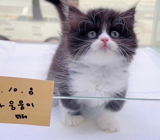 기타 분양