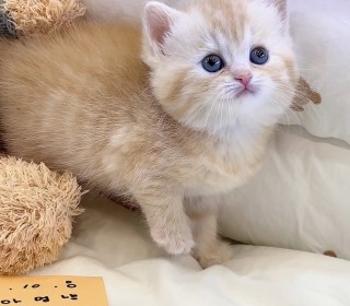 브리티쉬숏 분양