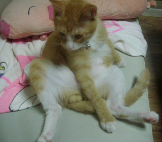 한국 고양이 분양