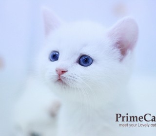 브리티쉬숏 분양