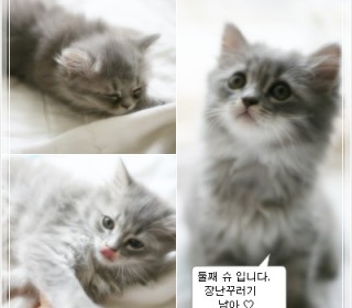 페르시안 분양