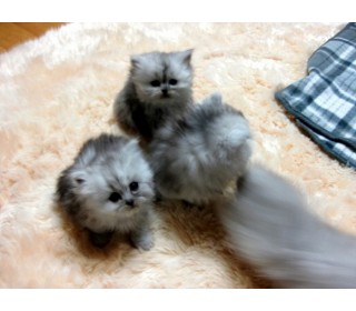 기타 분양