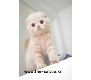 스코티쉬 폴드 분양