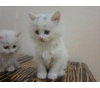 터키쉬앙고라 분양