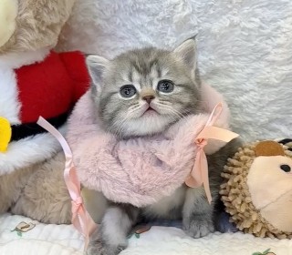 브리티쉬숏 분양