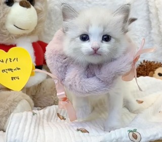 렉돌 분양