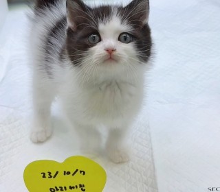 브리티쉬숏 분양