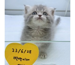 기타 분양