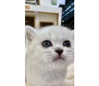 브리티쉬숏 분양