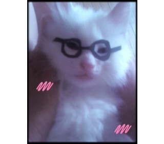 터키쉬앙고라 분양