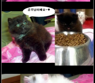 페르시안 분양
