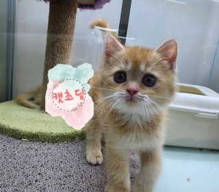 브리티쉬숏 분양
