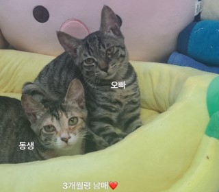 한국 고양이 무료분양