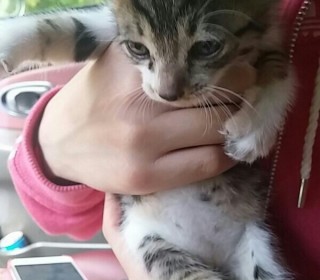 한국 고양이 무료분양