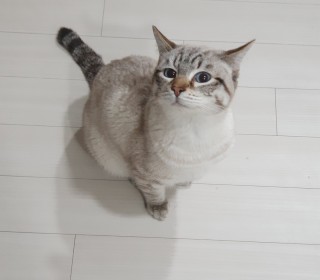 샴 무료분양