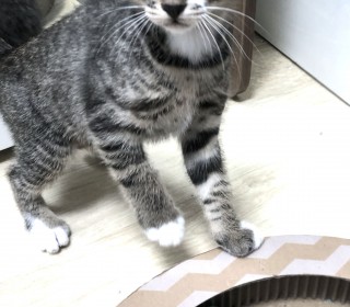 기타 무료분양