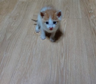 한국 고양이 무료분양