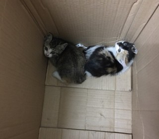 한국 고양이 무료분양