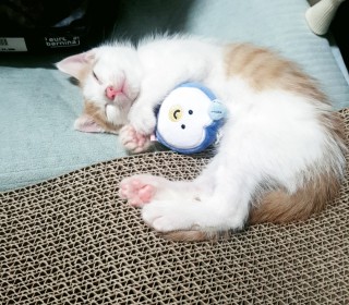 한국 고양이 무료분양