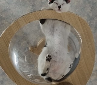 한국 고양이 무료분양