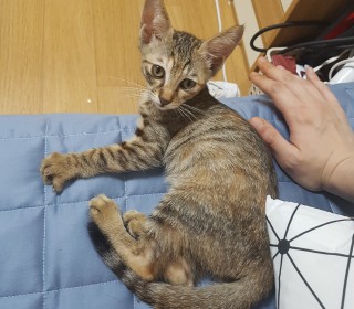 한국 고양이 무료분양