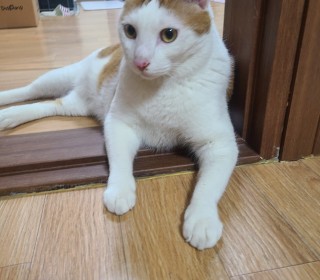 한국 고양이 무료분양