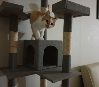 한국 고양이 무료분양