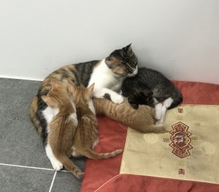 한국 고양이 무료분양