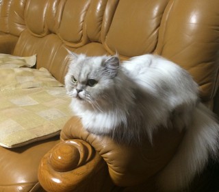 페르시안 무료분양
