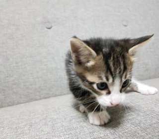 한국 고양이 무료분양