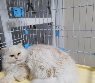 페르시안 무료분양
