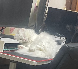 기타 무료분양