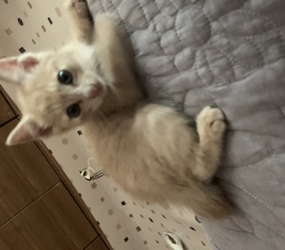 아메리칸 숏헤어 무료분양