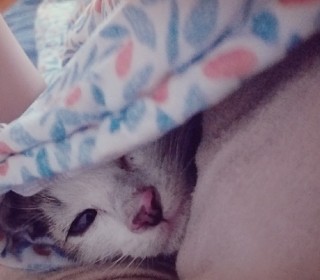 한국 고양이 무료분양