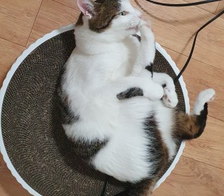 한국 고양이 무료분양