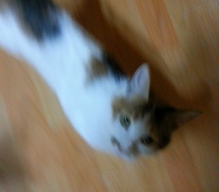 한국 고양이 무료분양