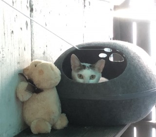 한국 고양이 무료분양